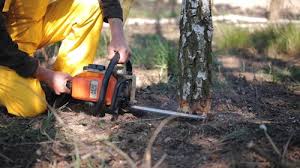 Best Tree Disease Treatment  in Trinity, TX